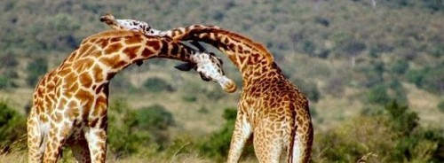 Name:  Giraffe-fight-3-e1277180246850-500x184.jpg
Views: 677
Size:  32.2 KB