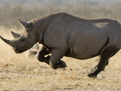 Name:  rhino.jpg
Views: 1725
Size:  27.3 KB