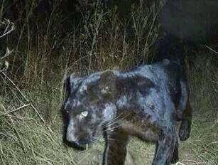 Name:  Black panther on deer cam.jpg
Views: 5137
Size:  17.9 KB