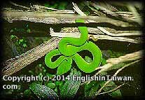 Name:  taiwan_bamboo_viper(1).jpg
Views: 1333
Size:  15.3 KB