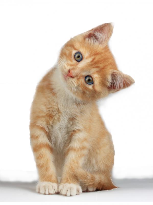 Name:  kitten.jpg
Views: 248
Size:  33.0 KB