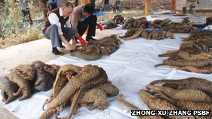 Name:  _73535529_pangolintrafficking.jpg
Views: 1162
Size:  21.5 KB