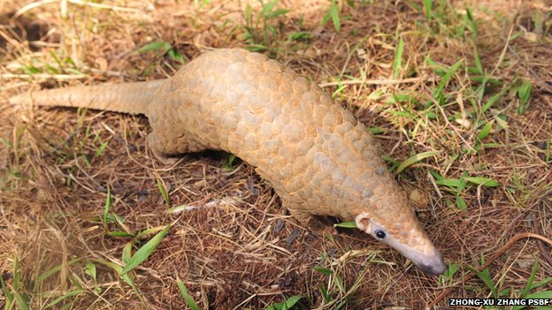 Name:  _73535527_pangolin1.jpg
Views: 1211
Size:  82.0 KB