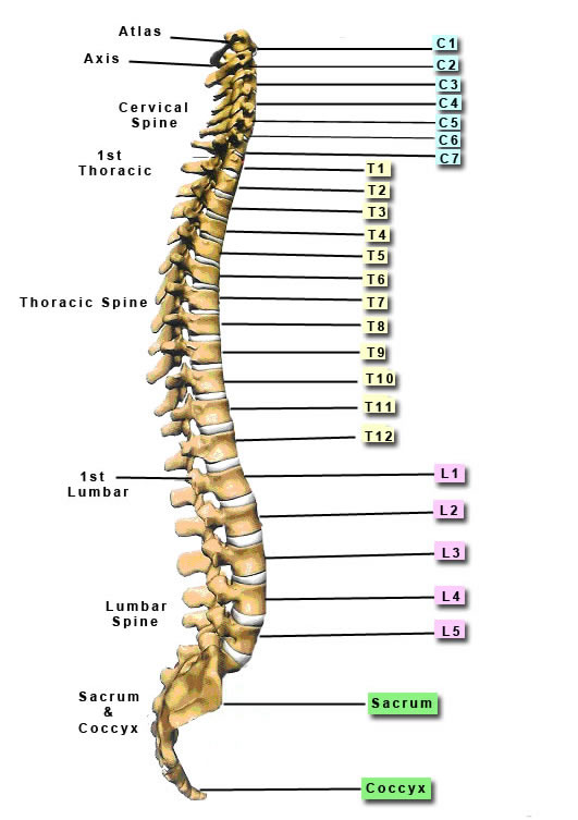 Name:  spinal_chart.jpg
Views: 971
Size:  54.1 KB