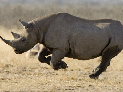 Name:  rhino.jpg
Views: 1698
Size:  27.3 KB