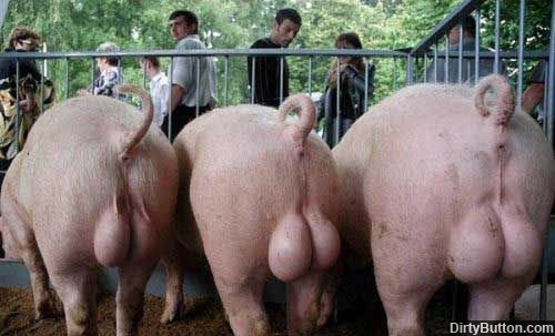 Name:  pigs-balls.jpg
Views: 3052
Size:  55.3 KB