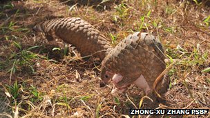 Name:  _73535533_pangolin3.jpg
Views: 1094
Size:  26.8 KB